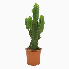 Image result for Euphorbia ingens