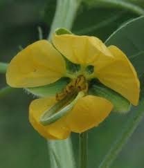 Image result for Senna obtusifolia