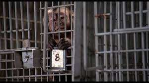 Monkey Shines