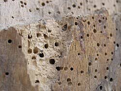 Woodworm - Wikipedia