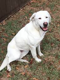 We are a small family run kennel and have. Britton S White Labs Home Facebook