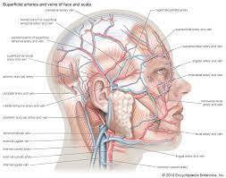 The front part of the head that has the eyes, nose, and mouth on it. Anatomy Definition History Biology Britannica