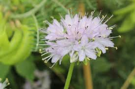 Image result for Hydrophyllaceae
