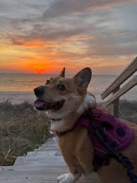 Image result for Cogniauxia