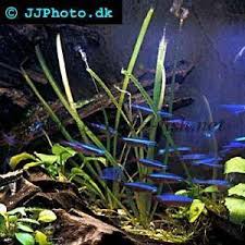 Image result for Vallisneria spiralis