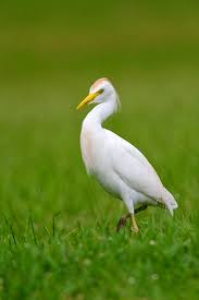 Cattle Egret Oahu Hawaii Cattle Beautiful Birds Bird Pictures