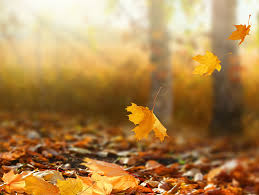 Con l'autunno la caduta dei capelli è dietro l'angolo. Caduta Capelli Quando Preoccuparsi Cambio Di Stagione