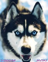 Befindet sich der hund mitten im fellwechsel, ist es ratsam, den siberian husky morgens und abends zu bürsten. Wie Diese Schonheit Viele Menschen Uberfordert Der Sibirische Husky Horn