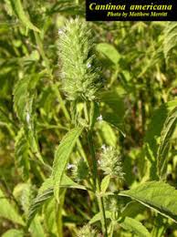 Image result for Cantinoa americana