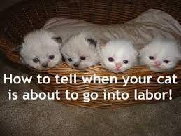 See full list on thepets.net Kitty Series How To Tell When Your Cat Is About To Go Into Labor Youtube