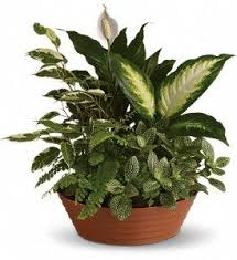 Secial Flowers For You So If You Want This Go Website And Take Your Order Website Www Houseofarnold Com Plants Father S Day Flowers Plant Delivery