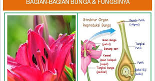 Menakjubkan 30 Gambar Bunga Pacar Air Beserta Keterangannya Gambar Macam Jenis Bunga Bagian Bunga Fungsinya Download Tanaman Bunga Menggambar Bunga Gambar