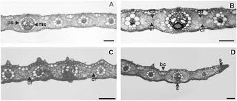 Image result for Panicum heterostachyum