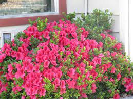 Azalea Girard Rose Plantfiles Picture 3 Of Azalea Girard S Rose Rhododendron Azaleas Rhododendron Porch Garden
