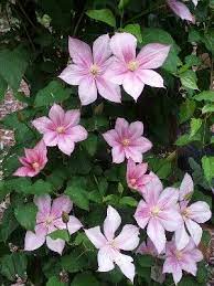 Group 1 provides a good selection of clematis suited to temperatures down to zone 3. Clematis Caroline Blooms June Sept Z4 9 Group 3 Clematis Vine Clematis Clematis Plants
