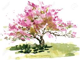 Fiore Di Ciliegio Disegno Albero Da Acquerello Acquerello Schizzo Di Fioritura Albero Di Mele P Acquerello Schizzo Schizzi Di Albero Paesaggio All Acquerello