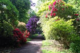 The clean symmetry of the poured concrete path is offset by the wild display of flowering plants. Shrubbery Wikipedia