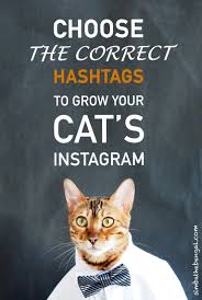 Copy and add hashtags to their instagram photos. How To Choose Instagram Cat Hashtags Full Guide With 347 Examples