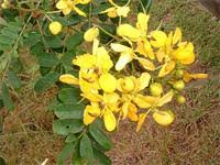 Image result for Senna singueana
