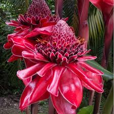 Image result for Etlingera