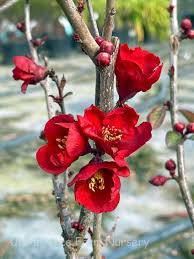 Image result for Chaenomeles