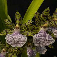 Image result for Zygophlebia