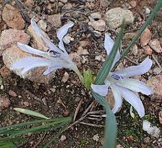 Image result for Babiana bainesii