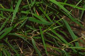 Image result for Capillipedium