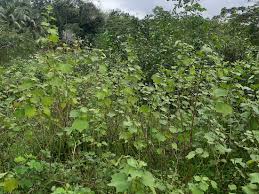 Image result for Urena