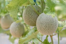 Image result for Cucumis meeusei