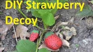Maybe you would like to learn more about one of these? How To Protect Your Strawberries From Birds For Free Youtube