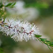 Image result for Melaleuca quinquenervia