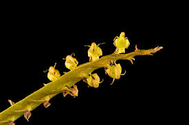 Image result for Bulbophyllum scaberulum