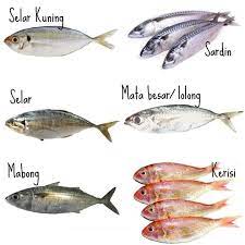 Belakangan ini nama ikan channa adalah salah satu primadona baru bagi para penghobi ikan predator, selain karena sifat predatornya. Jenis Jenis Ikan Resipi Makanan Dan Tempat Makan Facebook