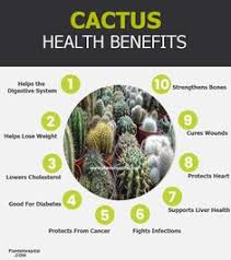 The inhibition of ghrelin (an appetite hormone) in your blood, can also have beneficial effects on your diet and help you lose weight. 9 Cactus Benefits Ideas Cactus Benefits Cactus Nopales Benefits