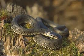 Ringelnatter f (genitive ringelnatter, plural ringelnattern). Ringelnatter Klexikon Das Kinderlexikon