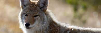 The best gifs for wolf vs fox. Coyote Yellowstone National Park U S National Park Service