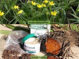 Image result for Hypoxidaceae