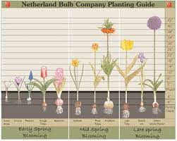 Great For Bulb Guidelines Fall Bulbs Planting Bulbs In Spring Planting Bulbs
