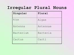 Maybe you would like to learn more about one of these? Singular And Plural Form Of Cactus Mutabikh