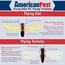While pest species of termites are thought to belong predominantly to four families comprising the lower termites, the species integrated control strategies, combining improved cultural practices, attempts to increase plant vigour, and the introduction of. The True Story Of Ants Vs Termites