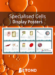Your students, by the end of this lesson, will be able to understand the fundamental differences between plant and animal cells, an essential part of their ks3 biology learning. Ks3 Biology Specialised Cells Display Posters Plant And Animal Cells Biology Classroom Display