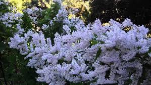 Image result for Tetradenia bainesii