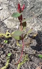 Image result for Humularia meyeri-johannis