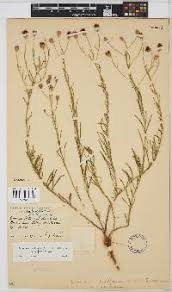 Image result for Vernonia poskeana