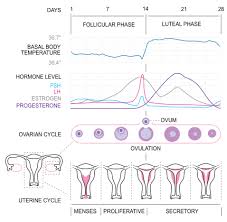 menstrualcycle2 en follicular phase wikipedia the free