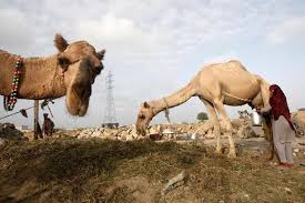 Learn how to make your own! Uae Based Company Turns Camel Milk Into Baby Formula Zawya Ksa Edition