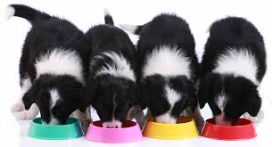 When he reaches 3 months you can feed him 3 meals per day. Feeding A Border Collie Puppy Routines Quantities Schedules And More