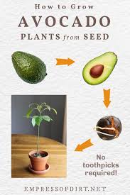The trick to getting an avocado seed to sprout is keeping the bottom of the seed moist. How To Grow An Avocado From Seed Easy Method Empress Of Dirt