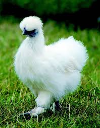 Top 10 Chicken Breeds For Kids Chickens Backyard Breeds Chicken Breeds Best Egg Laying Chickens